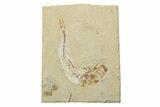 Cretaceous Fossil Fish - Lebanon #238365-1